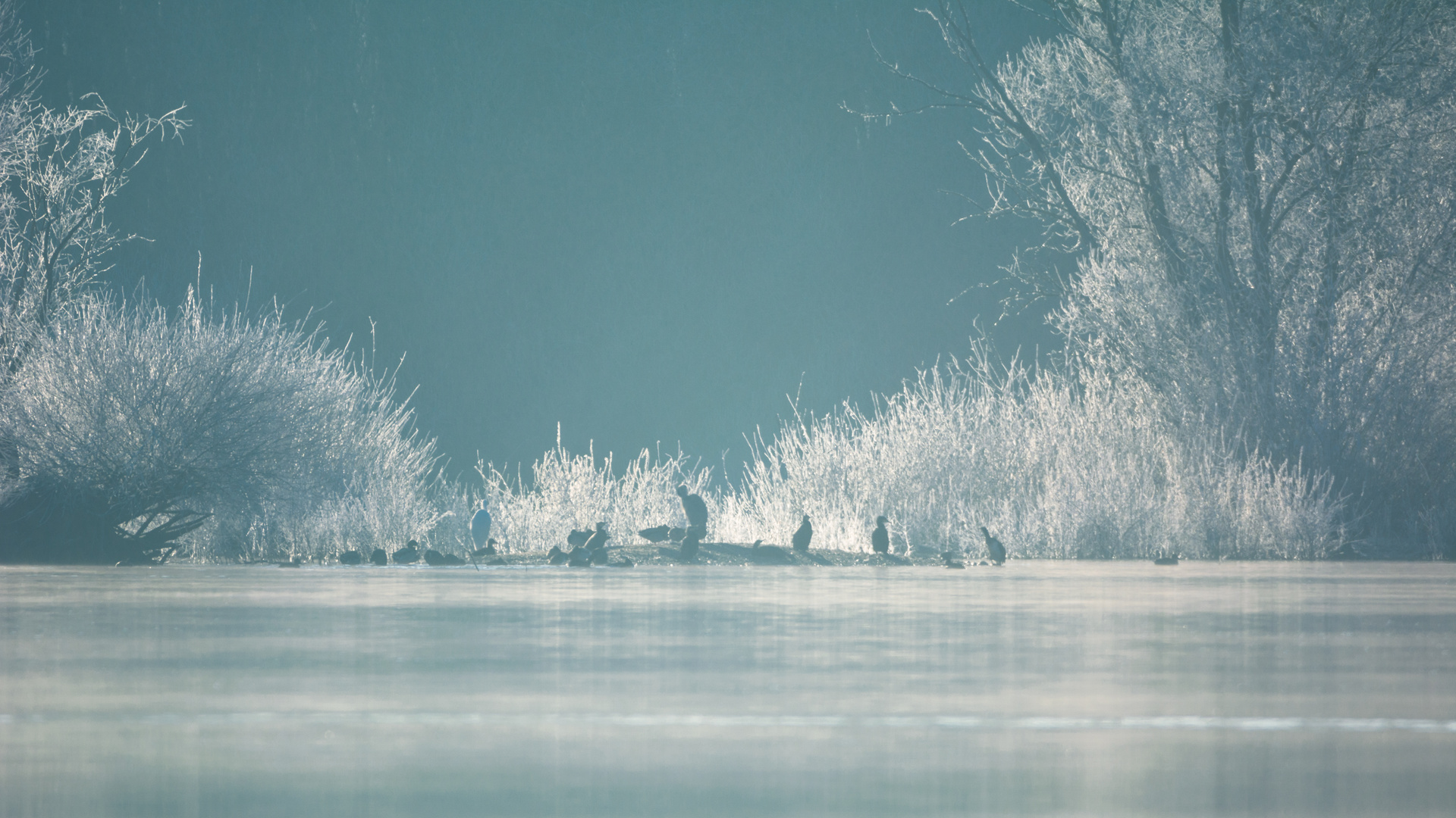 Vogel-Treffen im Frost