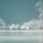 Vogel-Treffen im Frost