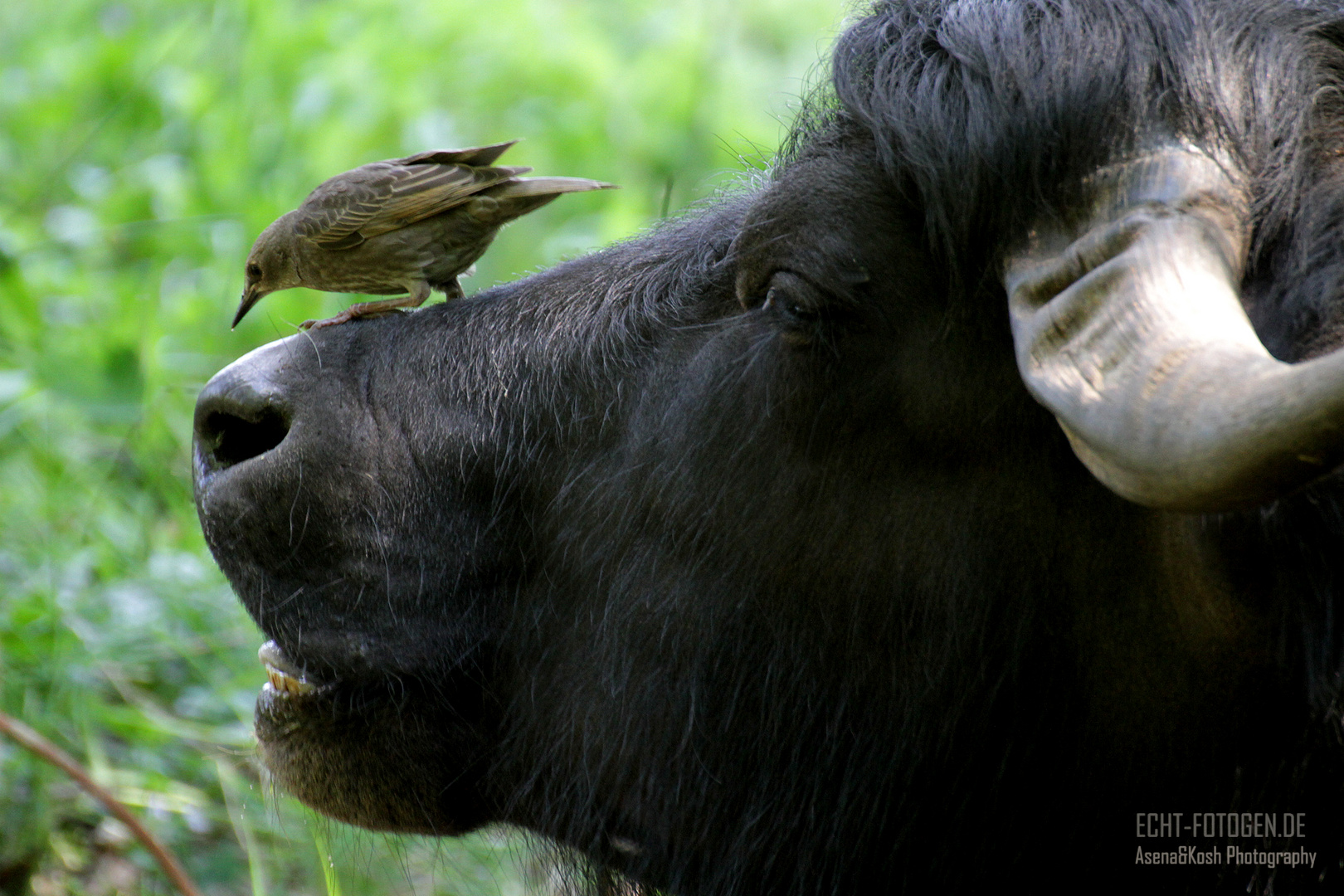 Vogel trifft Wasserbüffel