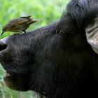 Vogel trifft Wasserbüffel