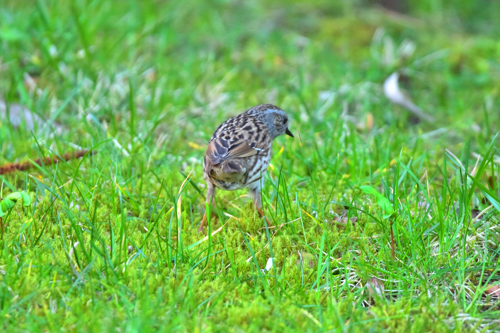 Vogel unbekannt?