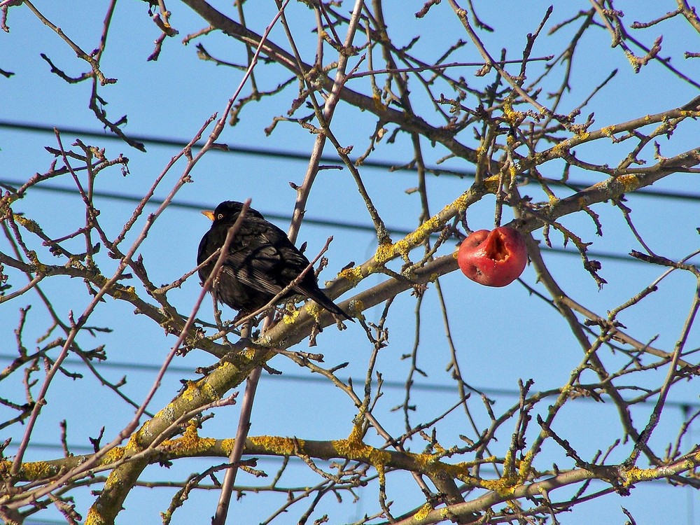 vogel und apfel