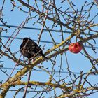 vogel und apfel