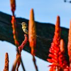 Vogel und Blumen                               DSC_4667