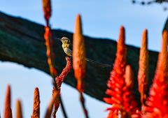 Vogel und Blumen                               DSC_4667