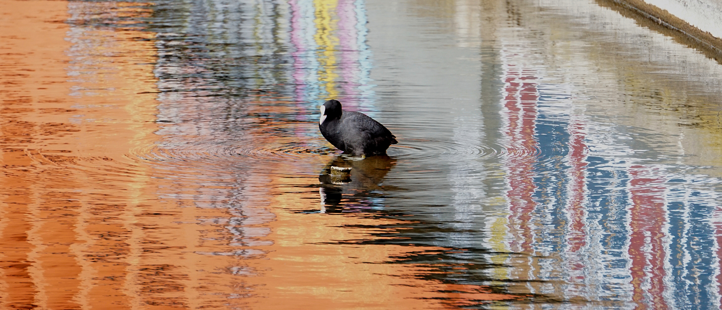 Vogel und Reflektionen