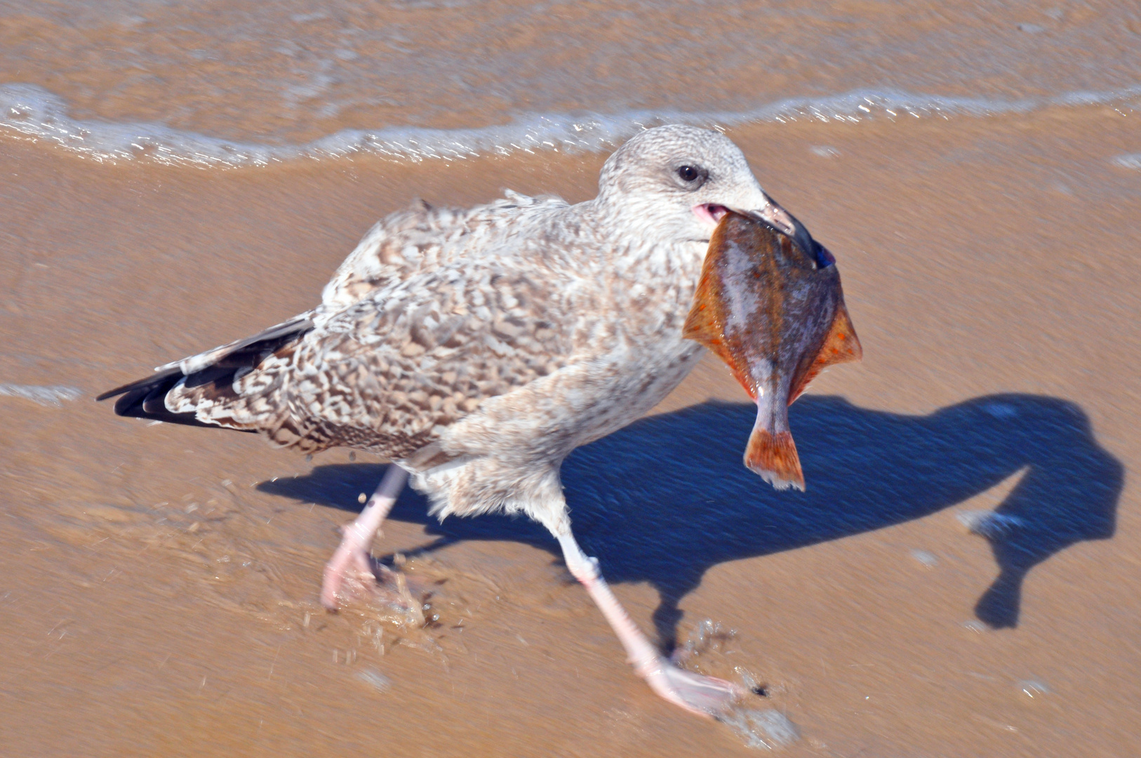 Vogel und seine Beute in Swinemünde