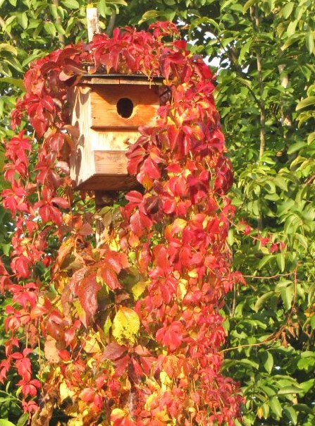 Vogel-Villa "Kunterbunt"