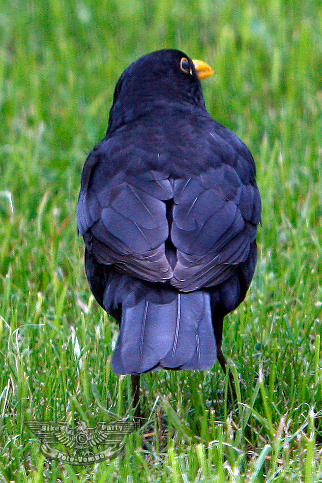 Vogel von hinten beim kacken...