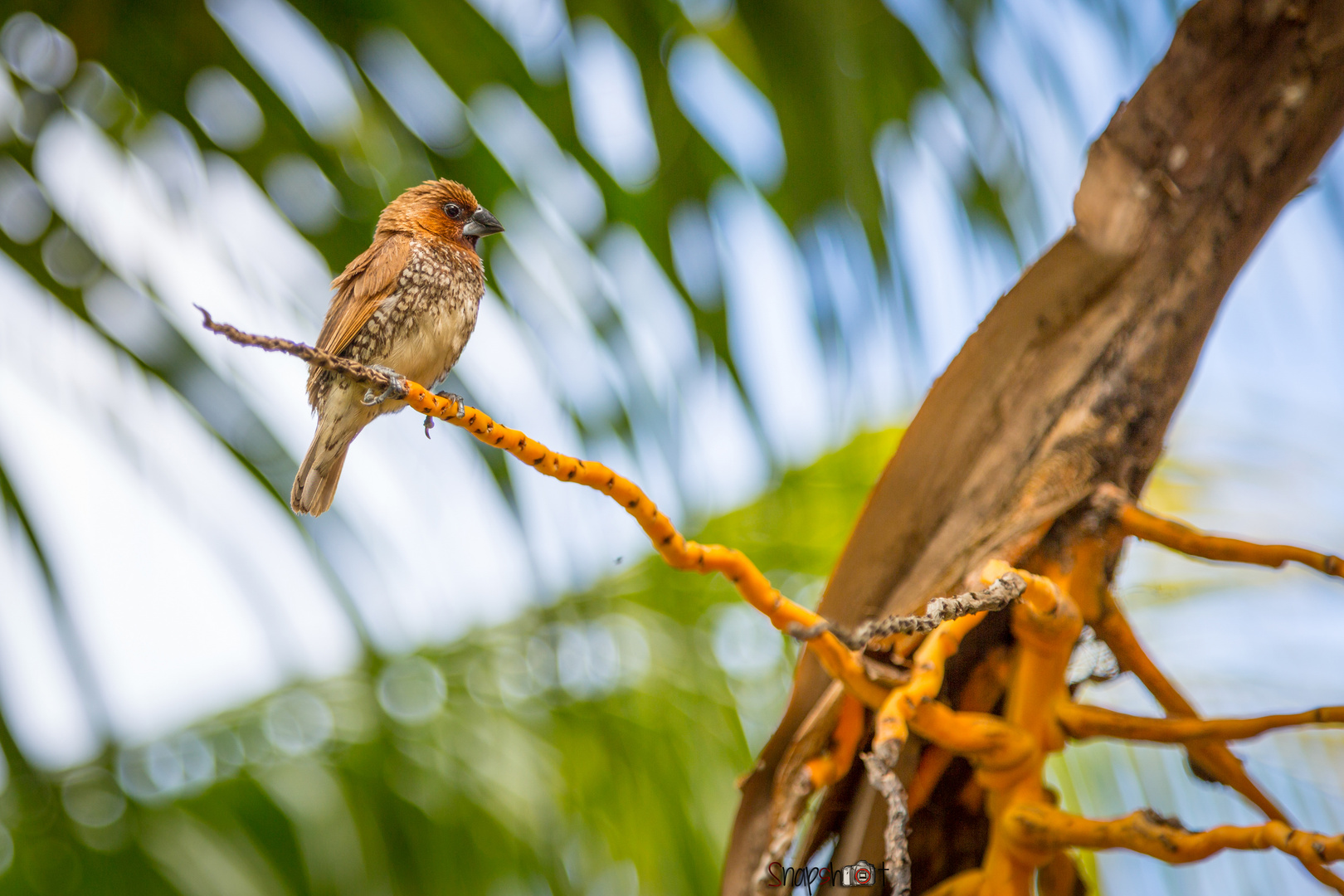 Vogel von Mauritius