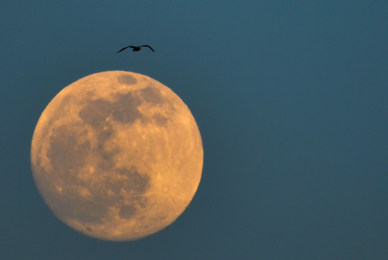 Vogel vor dem Mond