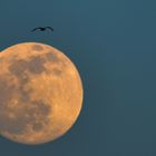 Vogel vor dem Mond