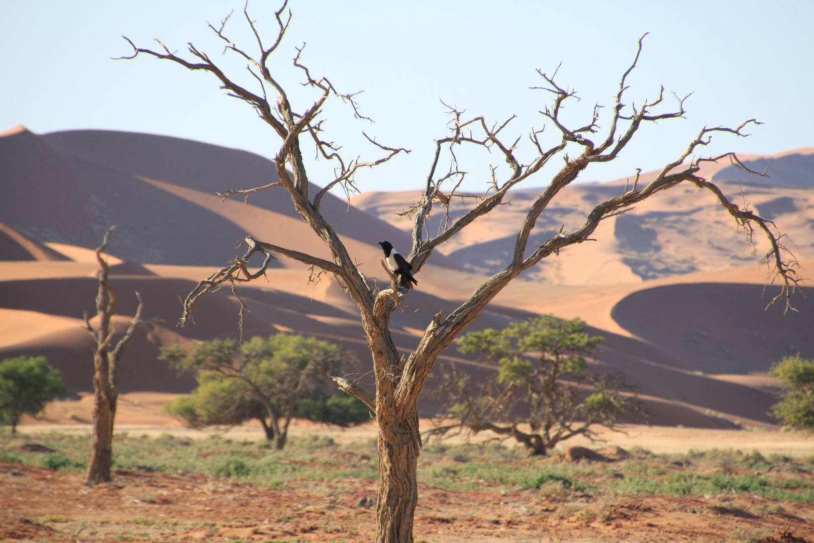 Vogel vor den Dünen des Sossusvlei