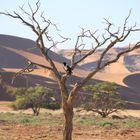 Vogel vor den Dünen des Sossusvlei