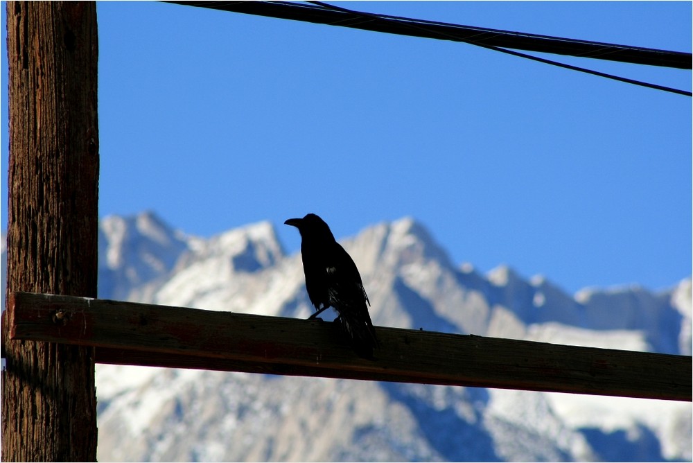 Vogel vor der Sierra Nevada