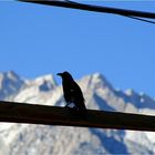 Vogel vor der Sierra Nevada