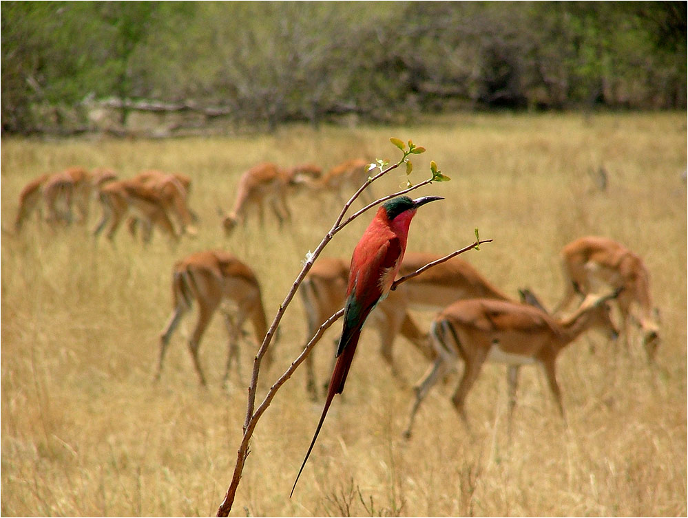 Vogel vor Impallas