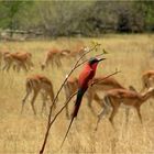 Vogel vor Impallas