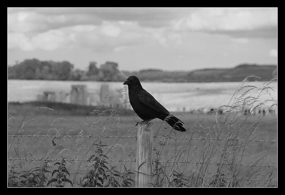 Vogel vor Stonehenge