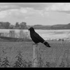 Vogel vor Stonehenge