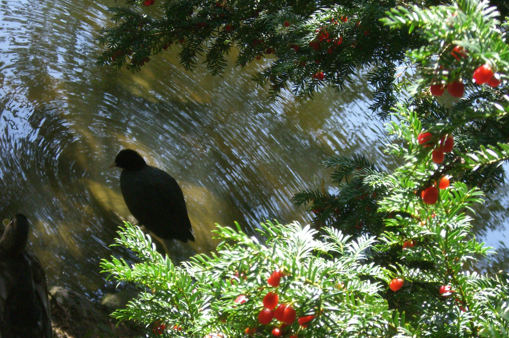 Vogel zieht Kreise