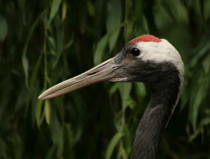 Vogel - Zoo Augsburg