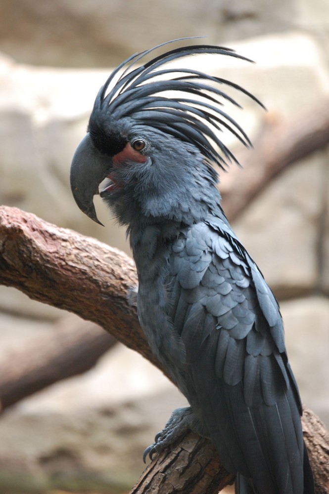 Vogel Zoo Köln