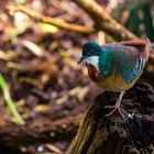 Vogel Zoo Stuttgart