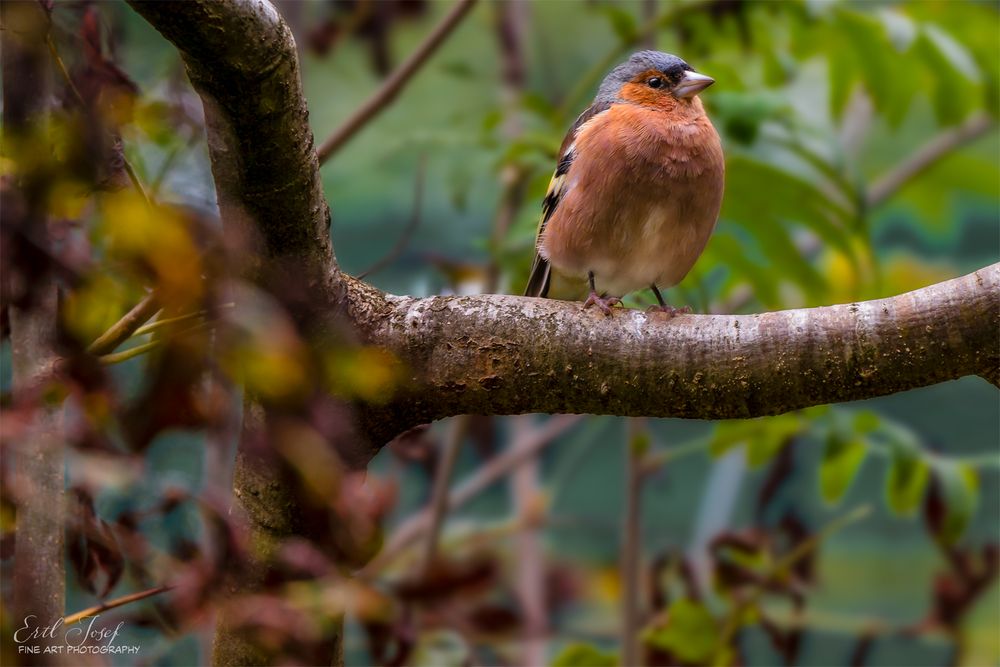Vogel0167 Foto & Bild deutschland, europe, bayern Bilder auf