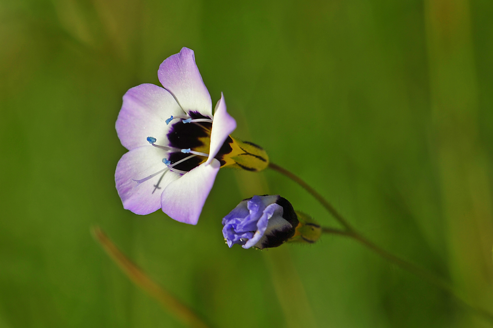 Vogeläuglein / Bird's-eyes (Gilia tricolor)