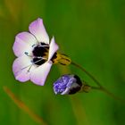 Vogeläuglein / Bird's-eyes (Gilia tricolor)