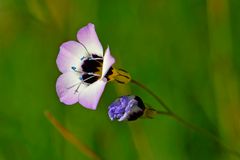 Vogeläuglein / Bird's-eyes (Gilia tricolor)