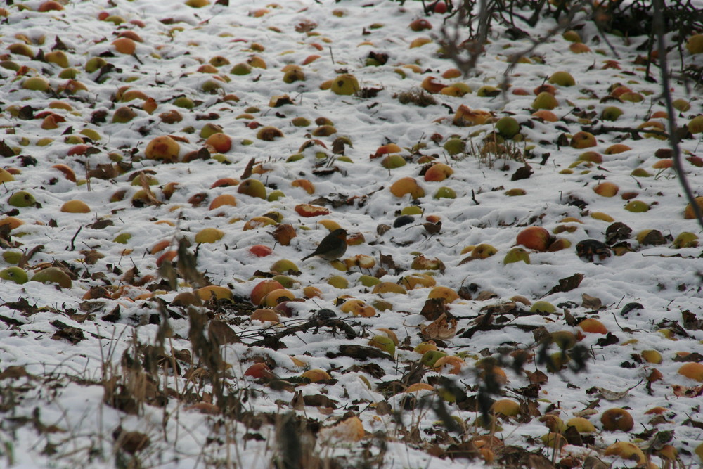 VogelApfelSchnee