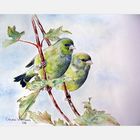 Vogelaquarell I