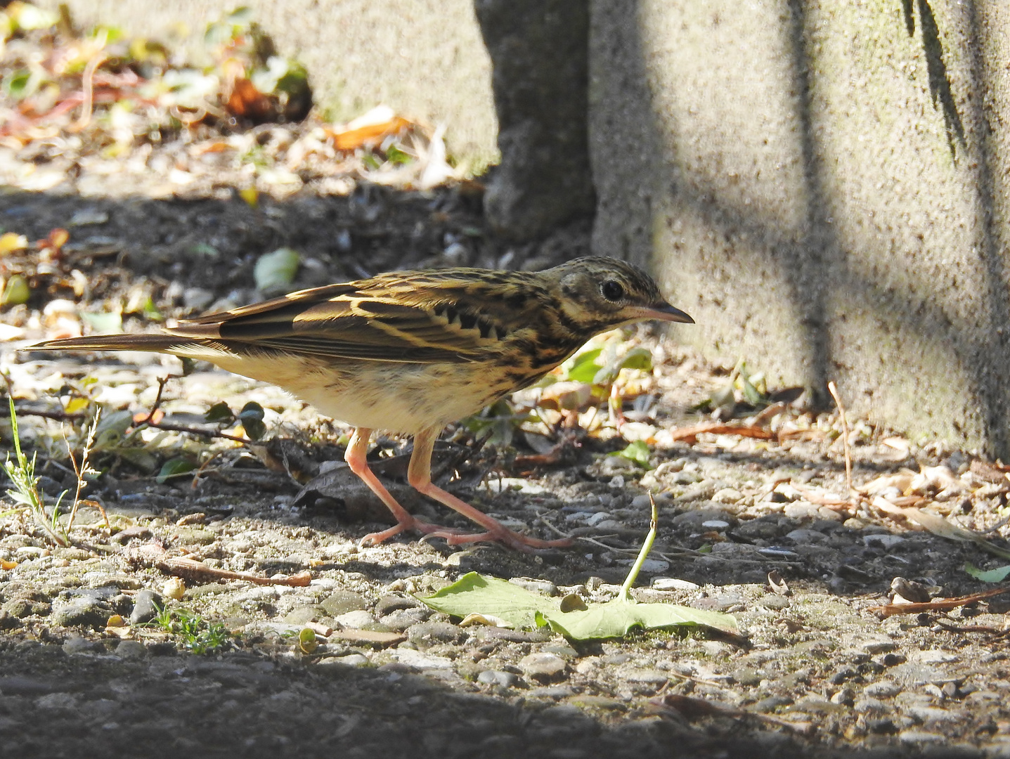 Vogelart Nr.72 im Garten.....