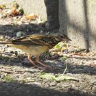 Vogelart Nr.72 im Garten.....