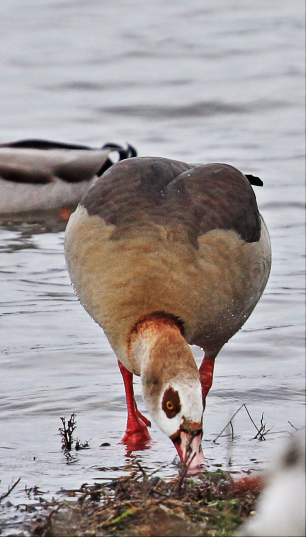 Vogelarten in der Rheinaue bei Duisburg-Walsum