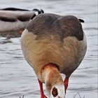 Vogelarten in der Rheinaue bei Duisburg-Walsum