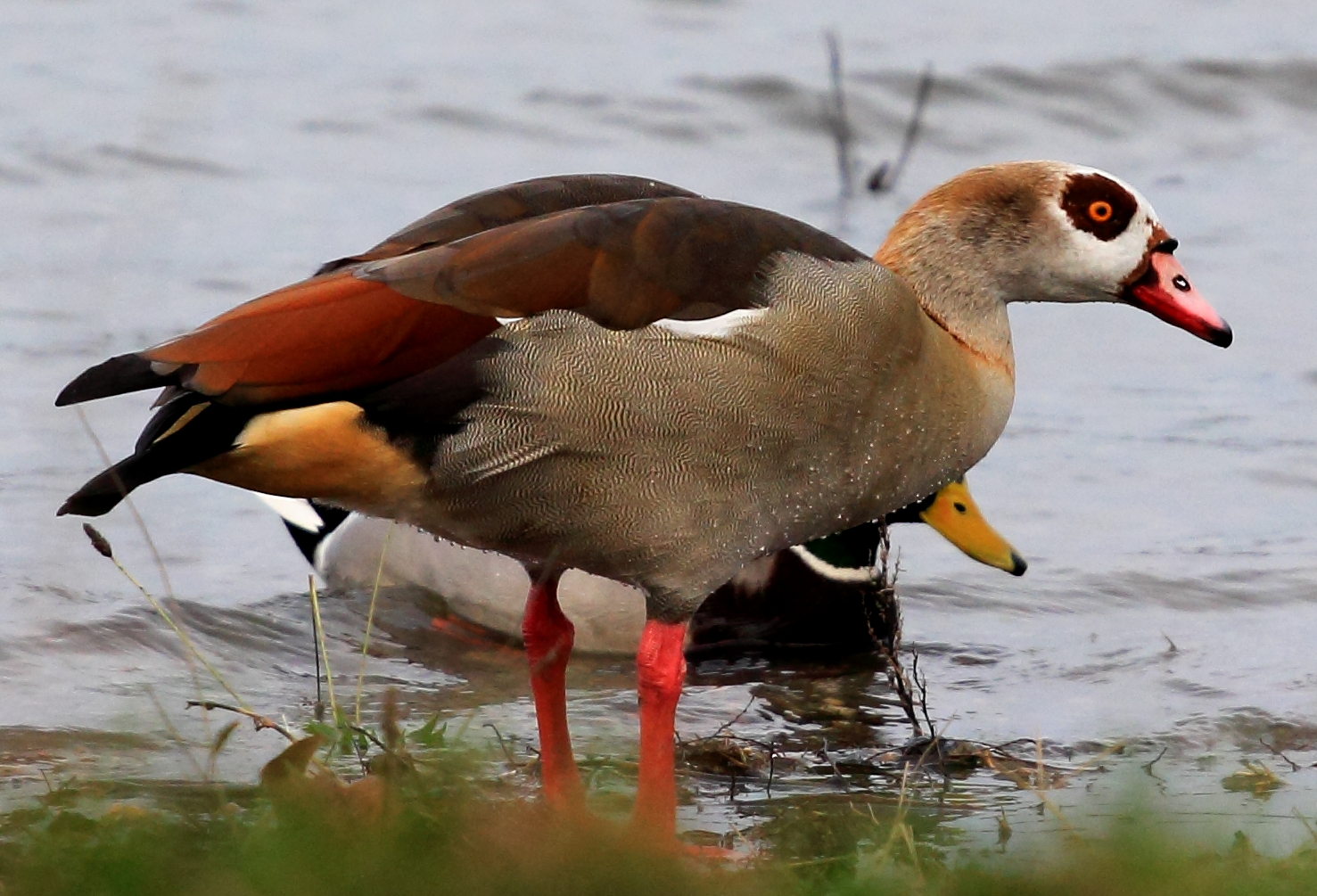 Vogelarten in der Rheinaue bei Duisburg-Walsum