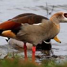 Vogelarten in der Rheinaue bei Duisburg-Walsum