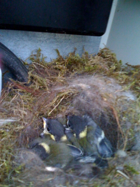 Vogelbabies im Garten