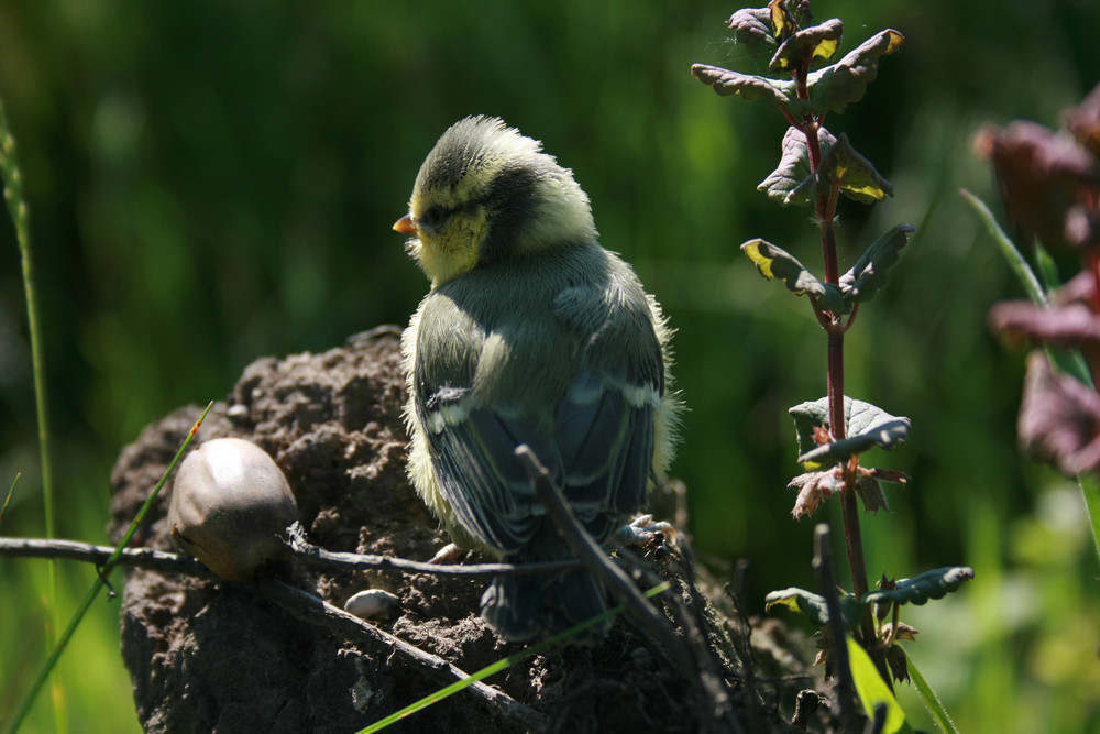 Vogelbaby