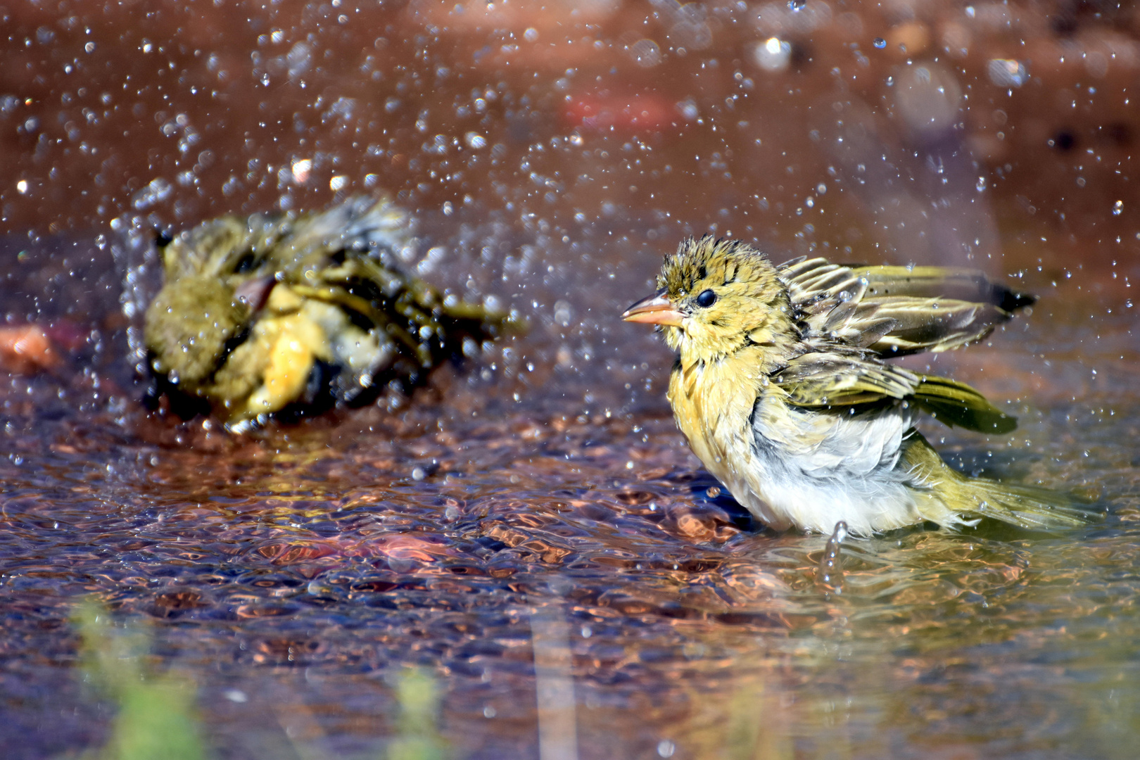 Vogelbad am Morgen