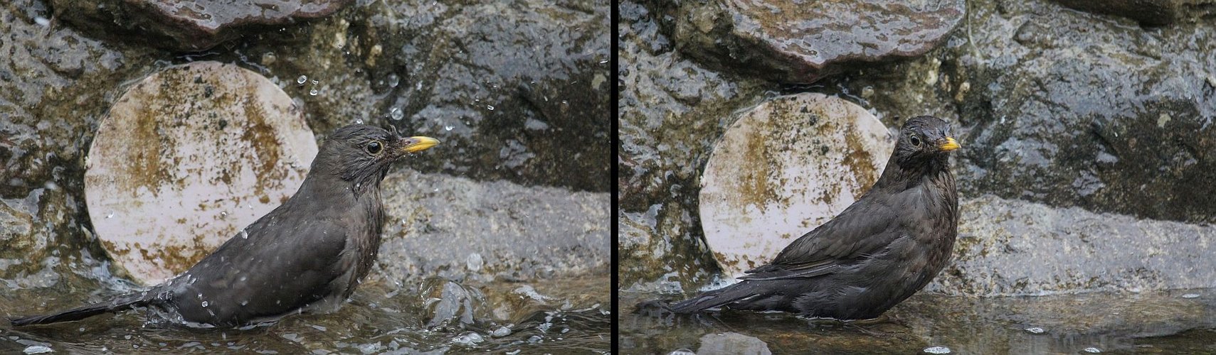  Vogelbad im Brunnen