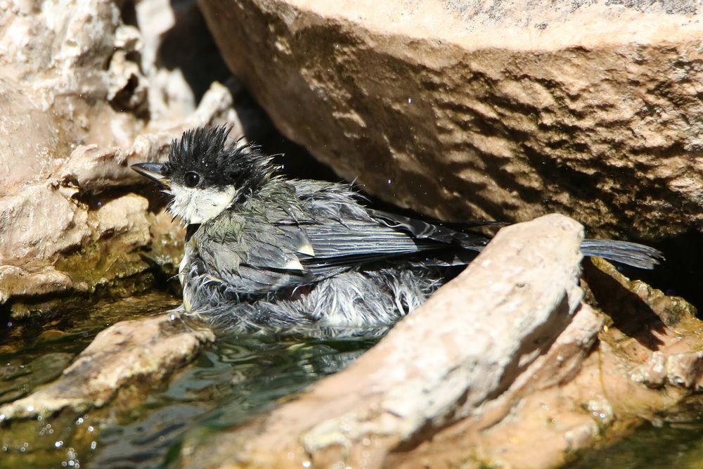 Vogelbad in unserem Teich (5)