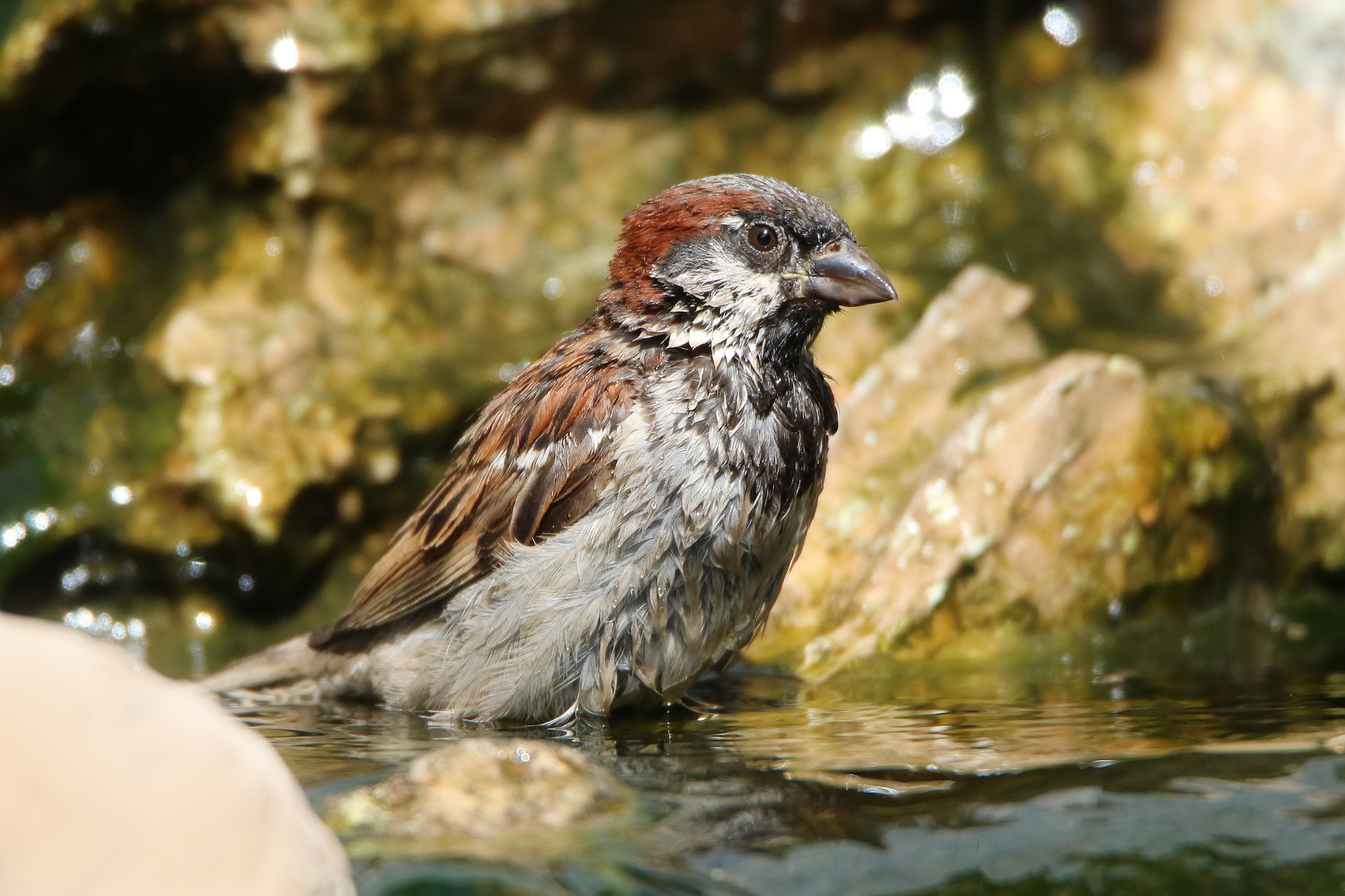 Vogelbad in unserem Teich (6)