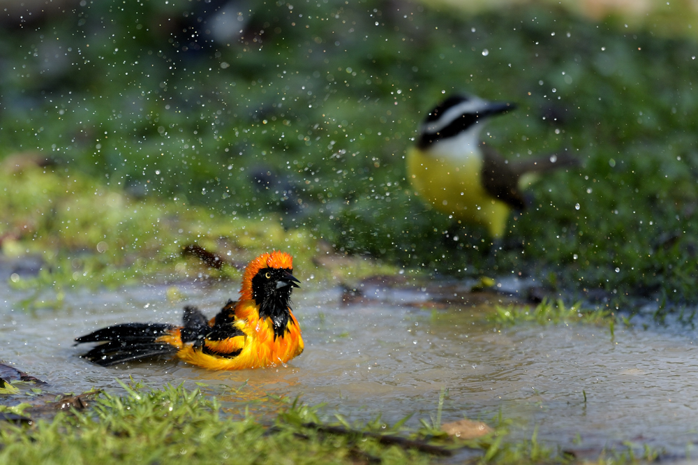 Vogelbad- Orange Backed Troupial