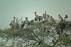 Vogelbäume nahe Madurai