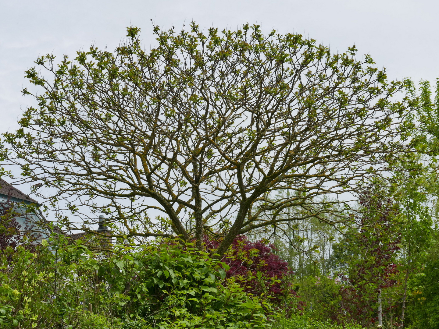 Vogelbaum