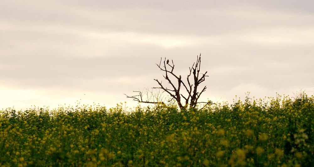 Vogelbaum